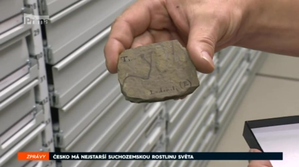 3. 5. 2018 ZPRÁVY: ČESKO MÁ NEJSTARŠÍ SUCHOZEMSKOU ROSTLINU SVĚTA